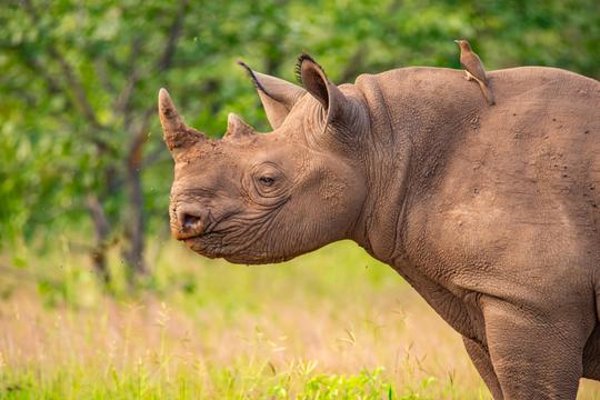 Zimbabwe Tour Package from India 2021 Image