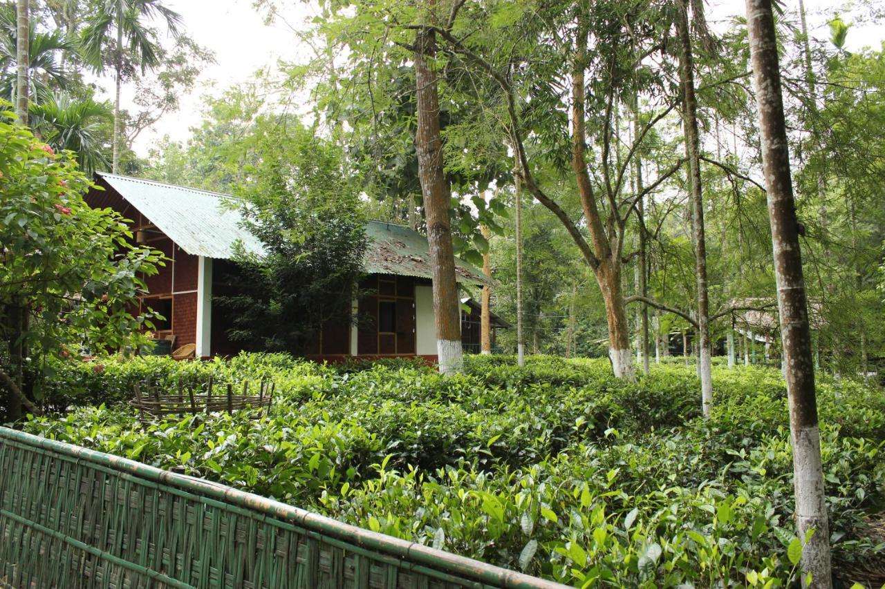 Go Wild At Kaziranga With Nature Hunt Eco Camp