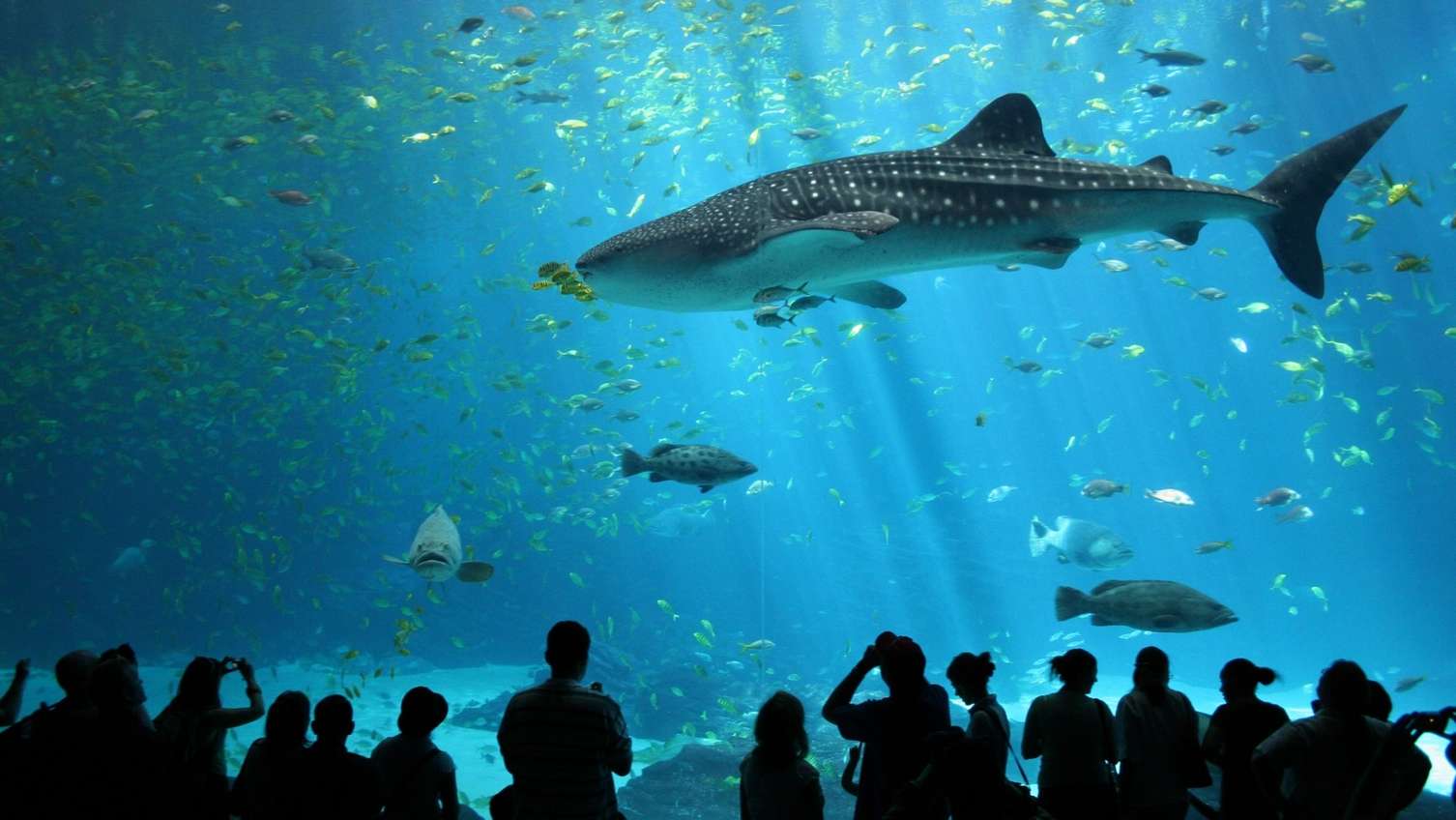 Southeast Asia's biggest aquarium