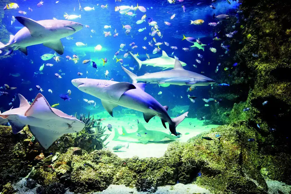 SEA LIFE Istanbul Tickets Image