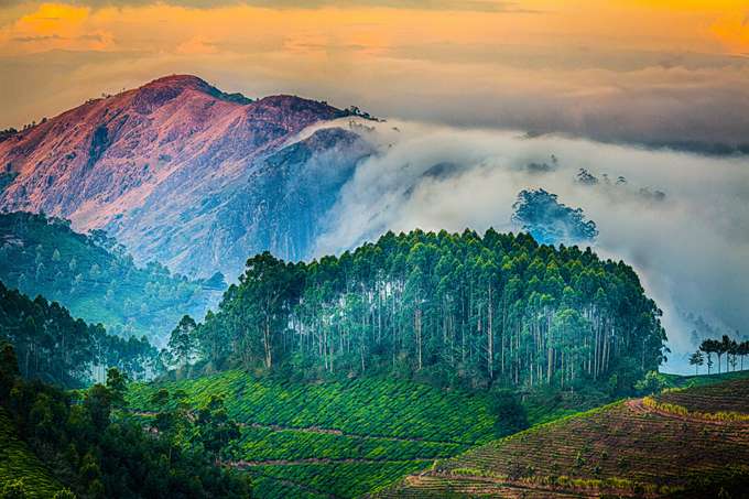 Munnar Tea Plantation