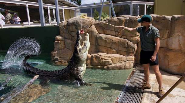 Yx6b1h9ghk90bnr3cb25y00sq4or croc feeding crocosaurus cove