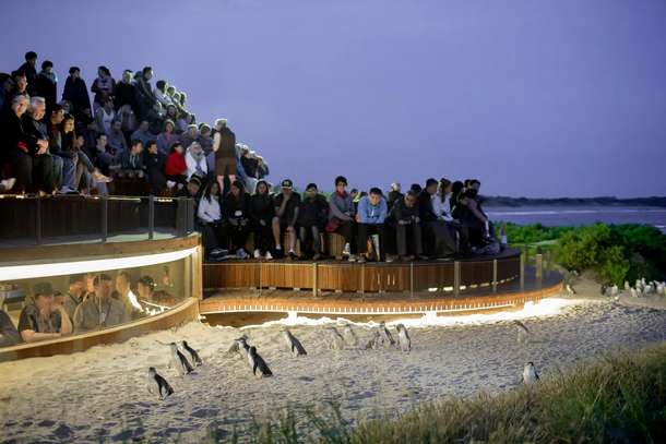 Phillip Island Penguin Parade Tickets