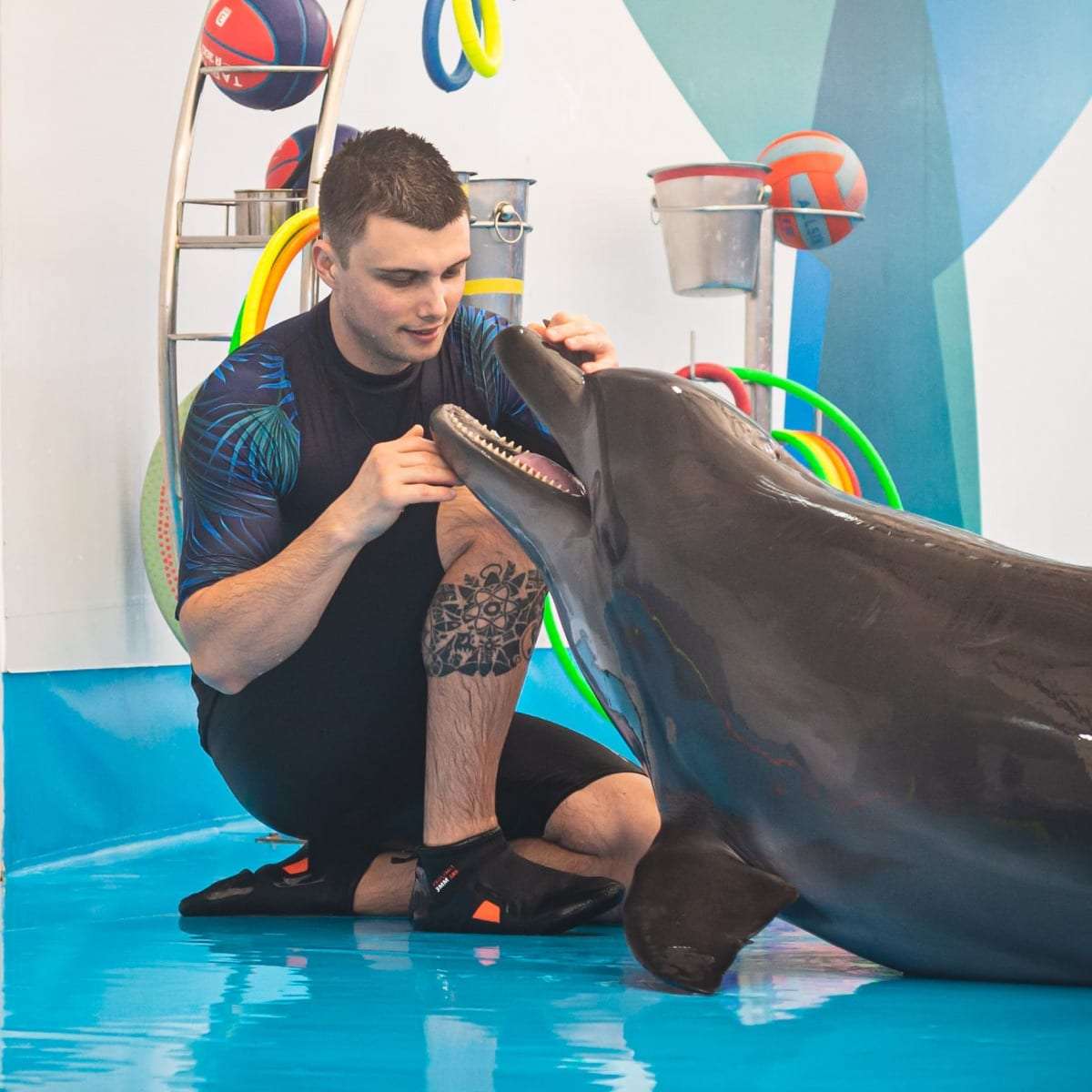 Pattaya Dolphinarium Tickets Image