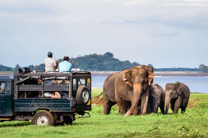 Jungle Safari in the Yala National Park