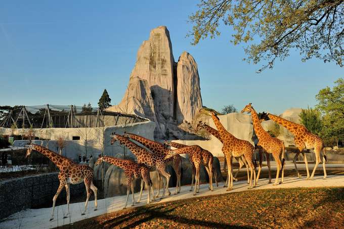 Stroll through the various pathways of the Zoo to admire the herds of Giraffes