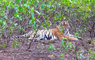 Sariska Wildlife Santuary