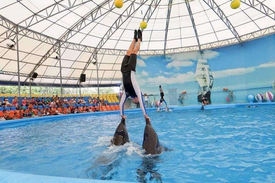 Phuket Dolphin Show Ticket Image