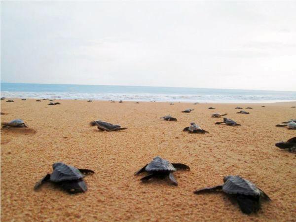 Turtle Hatchery