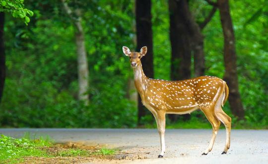 Dandeli Jungle Safari Image