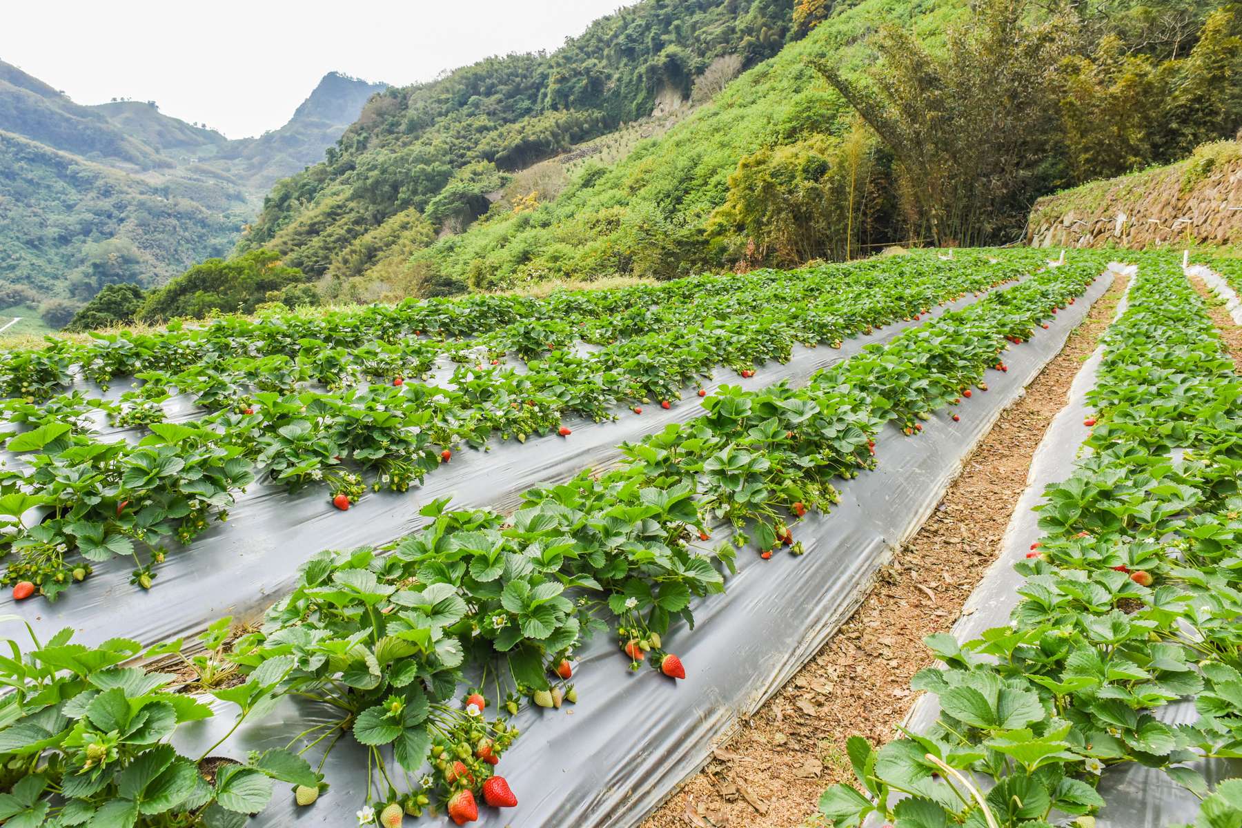 Gypsy ride in Gulmarg Image
