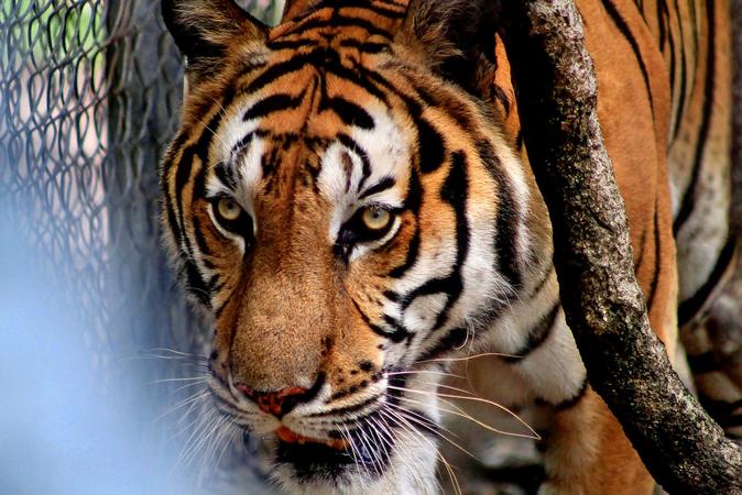 Phnom Tamao Wildlife Rescue Center