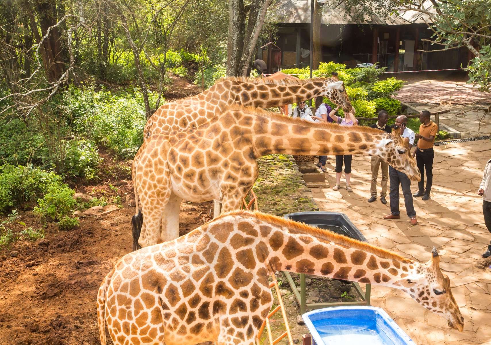 The Giraffe Centre Tickets Image