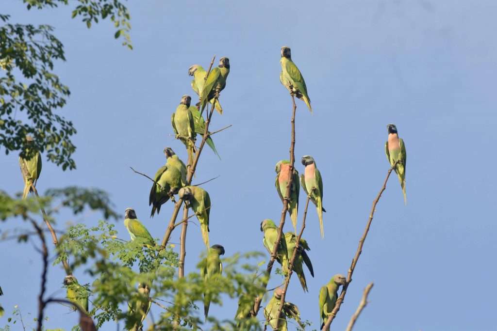 Parrot Island Day Trip from Baratang Image