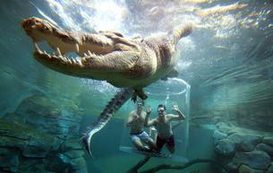 Get the thrill of witnessing crocodiles close at the cage of death