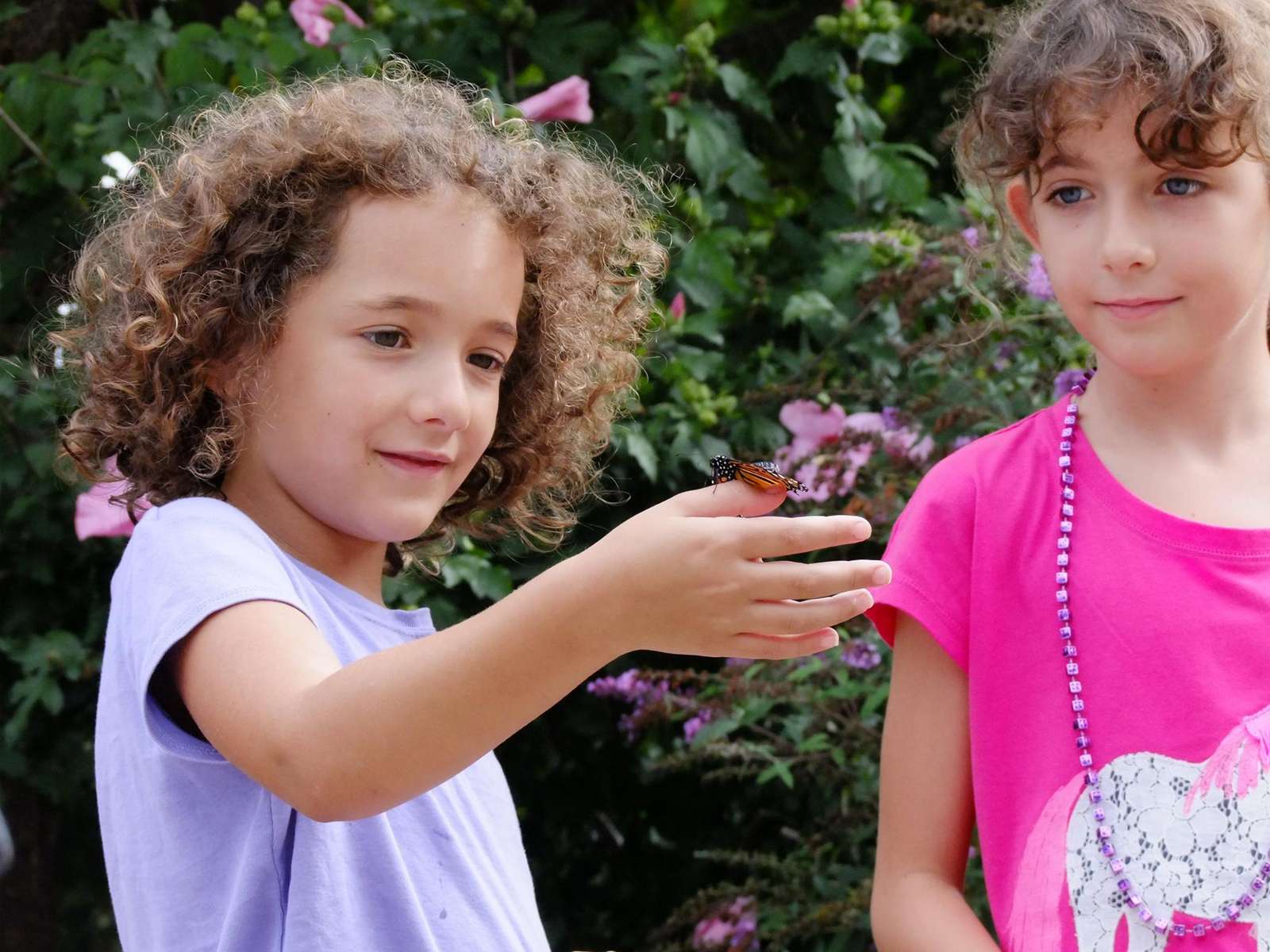 Niagara Falls Butterfly Conservatory Image