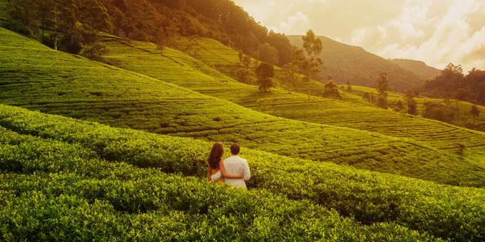 Couple enjoying the view of  Tea Plantation, Ooty