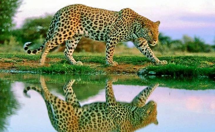 Radhanagari Wildlife Sanctuary