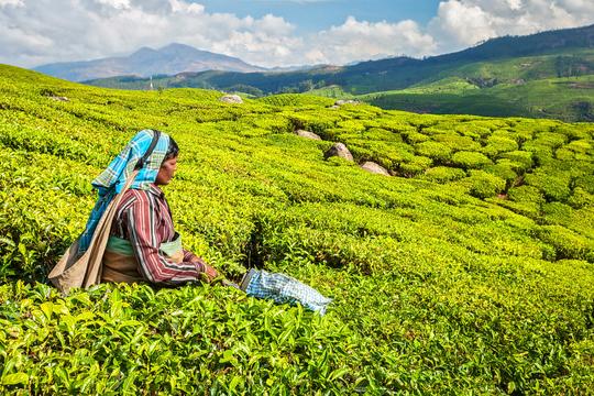 Suryanelli Camping Image