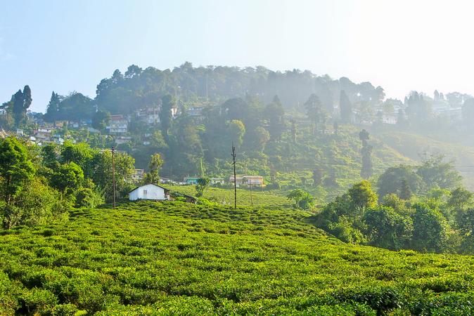 Happy Valley Tea Estate