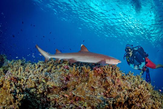 Scuba Diving In Phuket Image