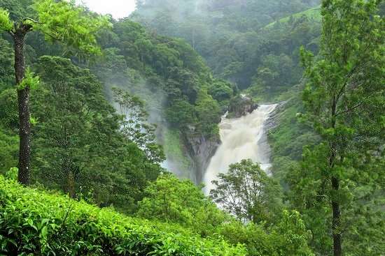 Plantation Sightseeing Tour In Munnar  Image