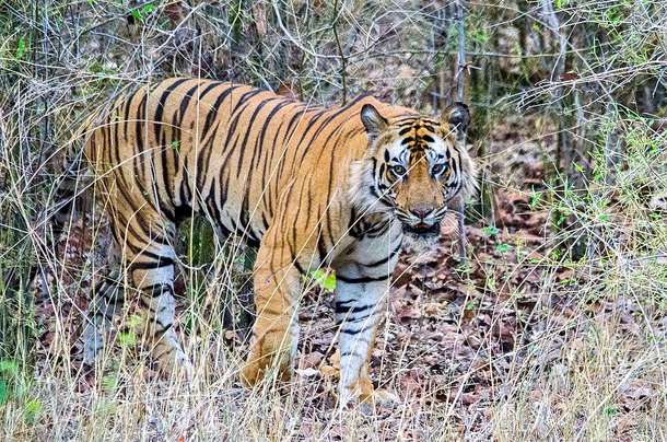 Zth2gawp783eknmh1k1ej333df80 1486993337 bandhavgarh national park 2