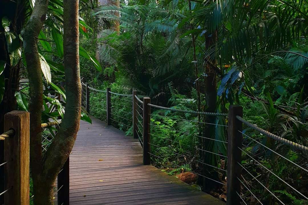 Skyrail Rainforest Cableway Tickets Image