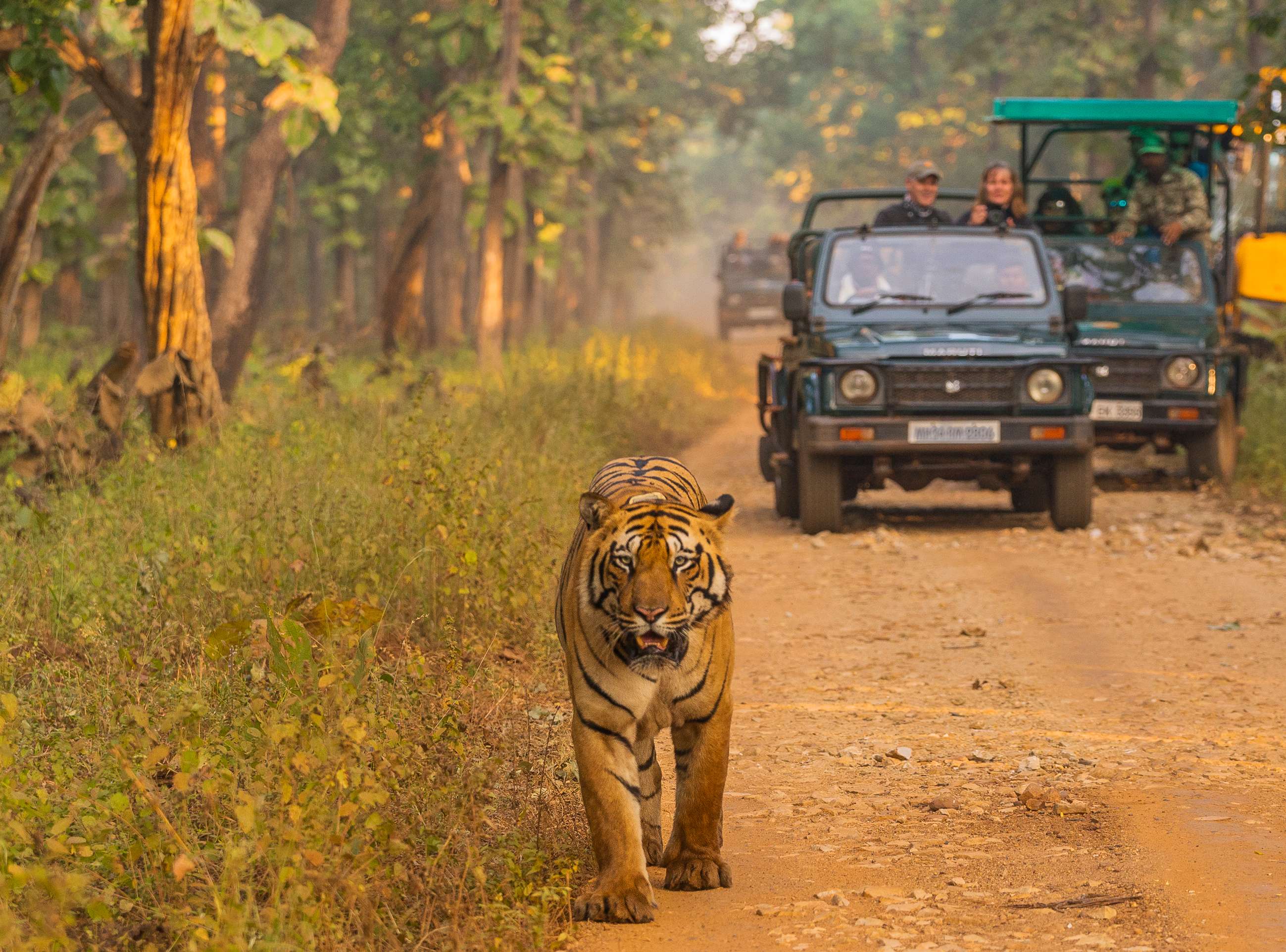 Embark on this exciting jungle safari