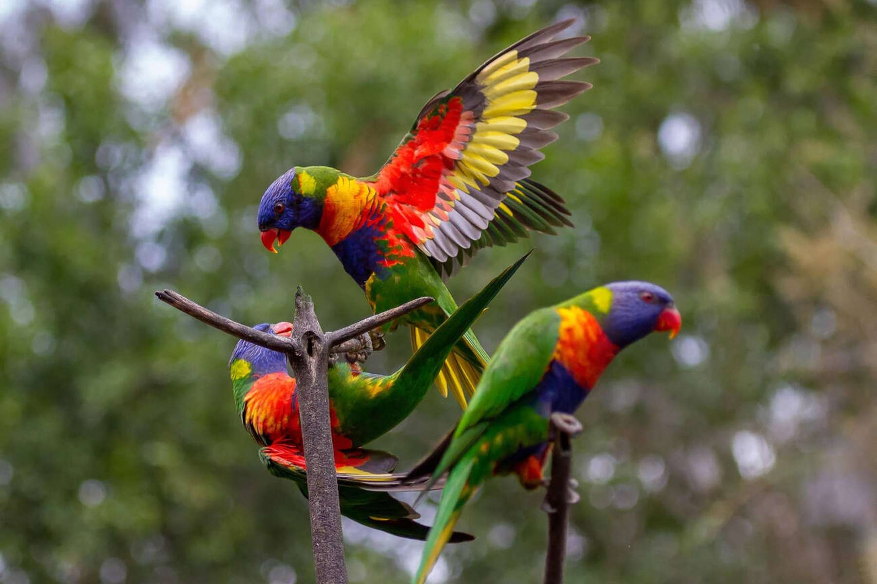 Lone Pine Koala Sanctuary Tickets Image